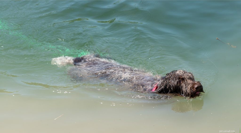 Wirehaired Pointing Griffon: A Comprehensive Guide to the Versatile Hunting Companion