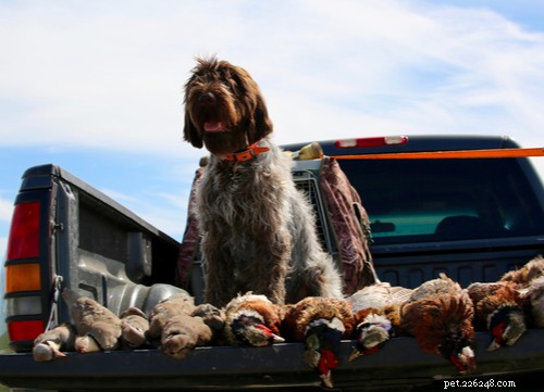 Wirehaired Pointing Griffon: A Comprehensive Guide to the Versatile Hunting Companion