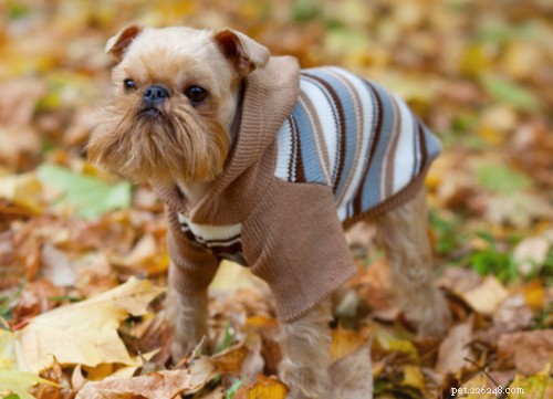 Brussels Griffon Dog Breed: A Comprehensive Guide to Their History, Personality, and Care