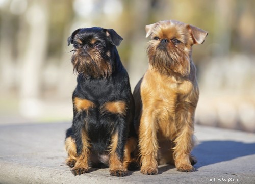 Brussels Griffon Dog Breed: A Comprehensive Guide to Their History, Personality, and Care