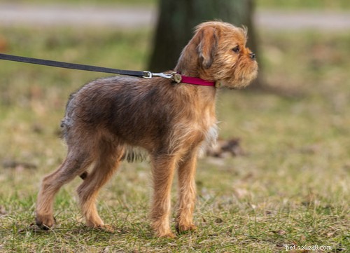 Brussels Griffon Dog Breed: A Comprehensive Guide to Their History, Personality, and Care