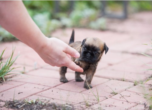 Brussels Griffon Dog Breed: A Comprehensive Guide to Their History, Personality, and Care