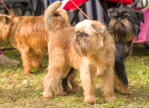 Brussels Griffon Dog Breed: A Comprehensive Guide to Their History, Personality, and Care
