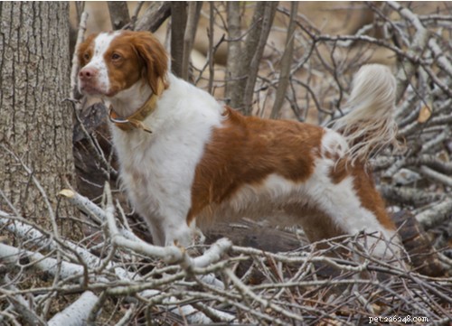 Spaniel Dog Breeds: Types, Traits, and Care Guide