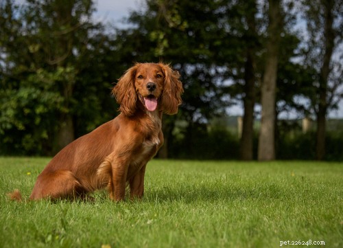 Spaniel Dog Breeds: Types, Traits, and Care Guide