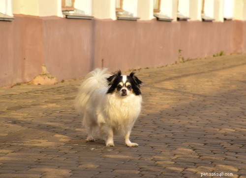 Spaniel Dog Breeds: Types, Traits, and Care Guide