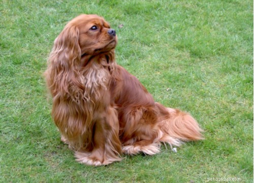 Spaniel Dog Breeds: Types, Traits, and Care Guide