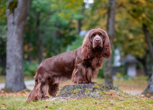 Spaniel Dog Breeds: Types, Traits, and Care Guide