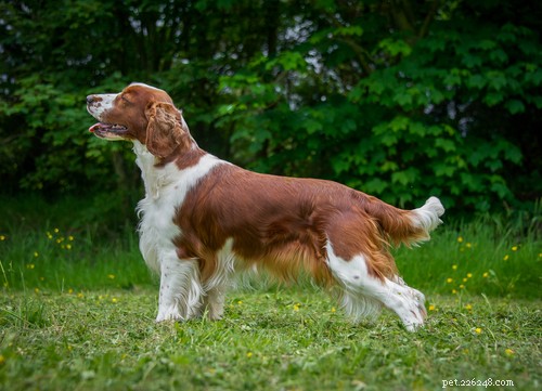 Spaniel Dog Breeds: Types, Traits, and Care Guide