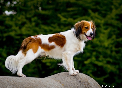 Spaniel Dog Breeds: Types, Traits, and Care Guide