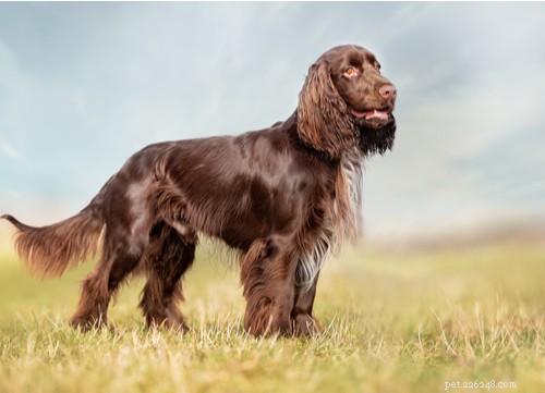 Spaniel Dog Breeds: Types, Traits, and Care Guide