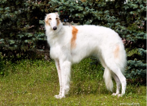 Explore Russia’s Rugged Dog Breeds: From Guardians to Couch Companions