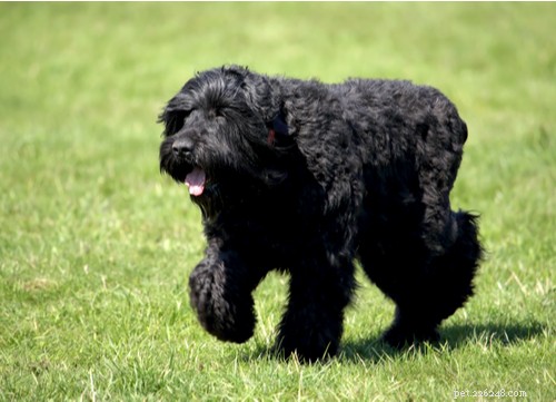 Explore Russia’s Rugged Dog Breeds: From Guardians to Couch Companions