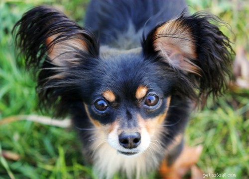 Explore Russia’s Rugged Dog Breeds: From Guardians to Couch Companions