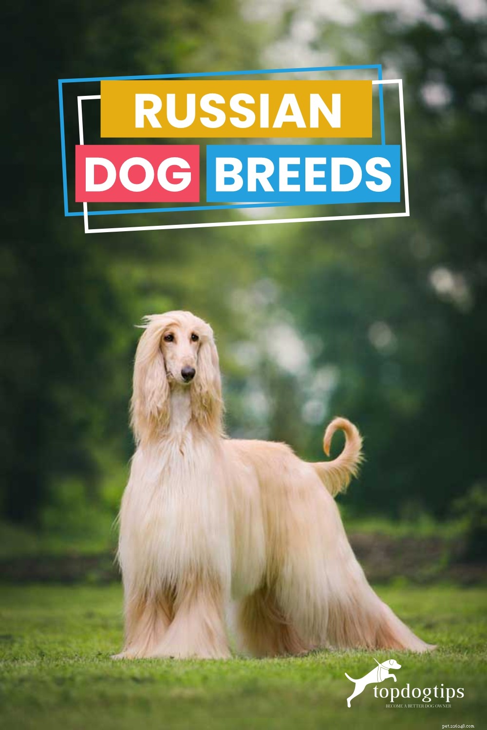 Explore Russia’s Rugged Dog Breeds: From Guardians to Couch Companions