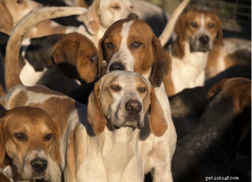 Hunting Hound Dogs: Legacy, Traits, and Responsible Ownership