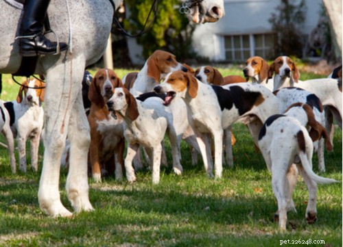 Hunting Hound Dogs: Legacy, Traits, and Responsible Ownership