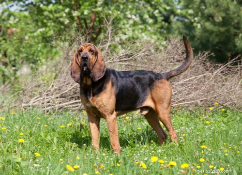 Hunting Hound Dogs: Legacy, Traits, and Responsible Ownership