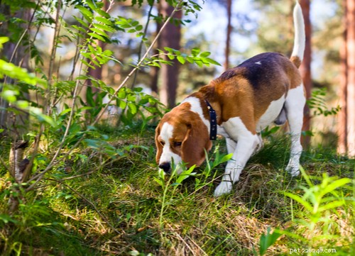 Hunting Hound Dogs: Legacy, Traits, and Responsible Ownership