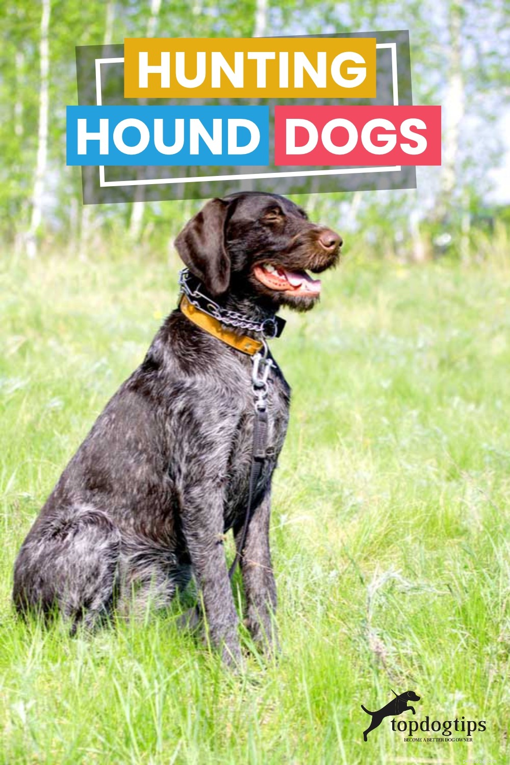 Hunting Hound Dogs: Legacy, Traits, and Responsible Ownership