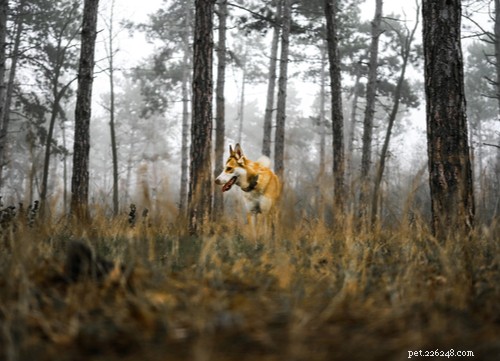Norwegian Dog Breeds: From Arctic Canines to Family Companions