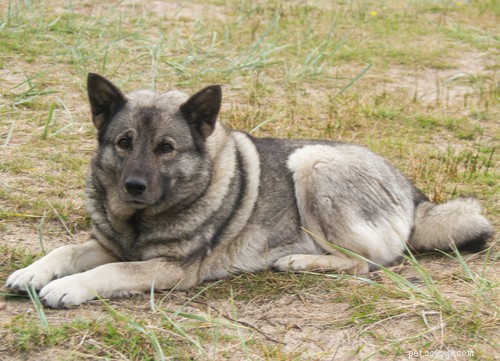 Norwegian Dog Breeds: From Arctic Canines to Family Companions