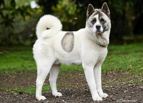 Norwegian Dog Breeds: From Arctic Canines to Family Companions