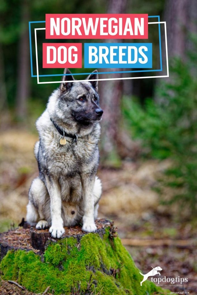Norwegian Dog Breeds: From Arctic Canines to Family Companions