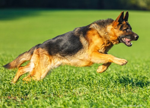 Speedy Dog Breeds: The Fastest Racing Dogs for Your Family