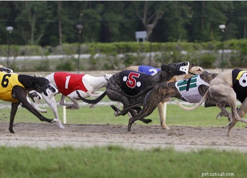 Speedy Dog Breeds: The Fastest Racing Dogs for Your Family