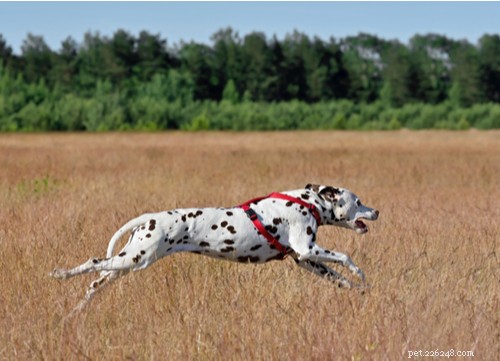 Speedy Dog Breeds: The Fastest Racing Dogs for Your Family