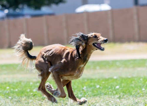 Speedy Dog Breeds: The Fastest Racing Dogs for Your Family