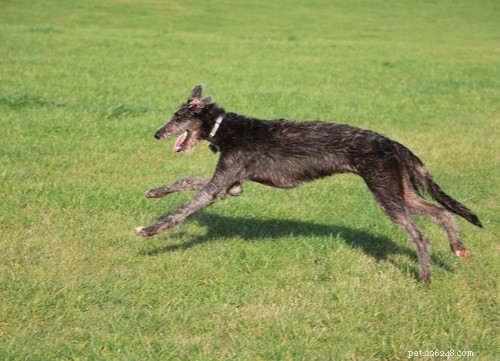 Speedy Dog Breeds: The Fastest Racing Dogs for Your Family