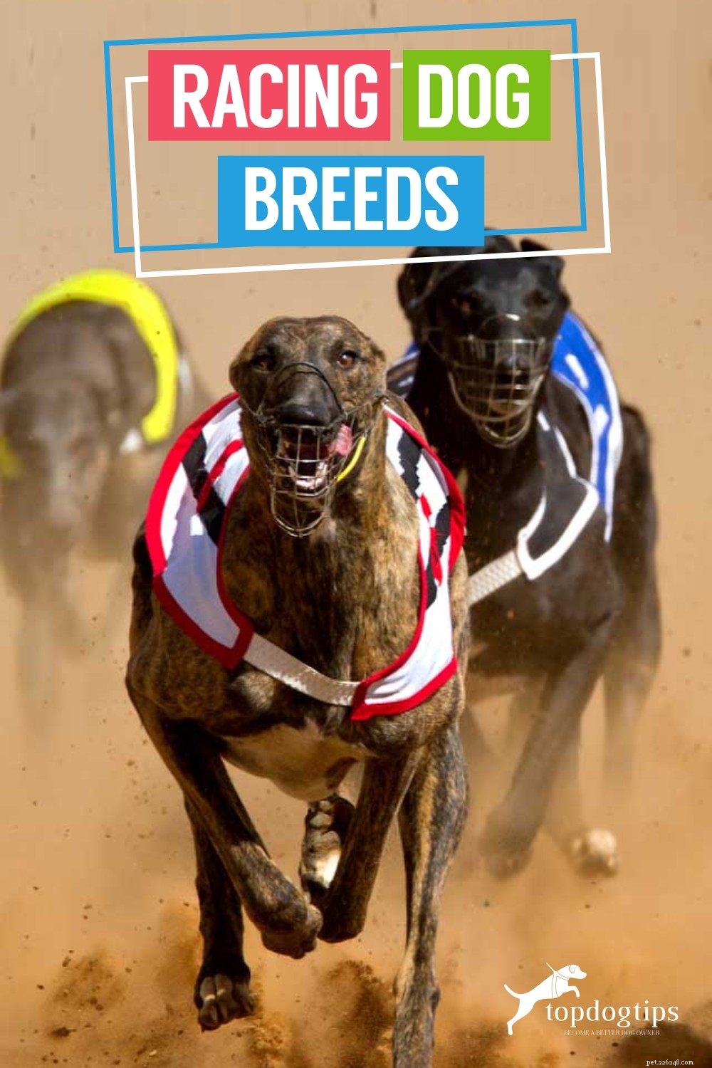 Speedy Dog Breeds: The Fastest Racing Dogs for Your Family
