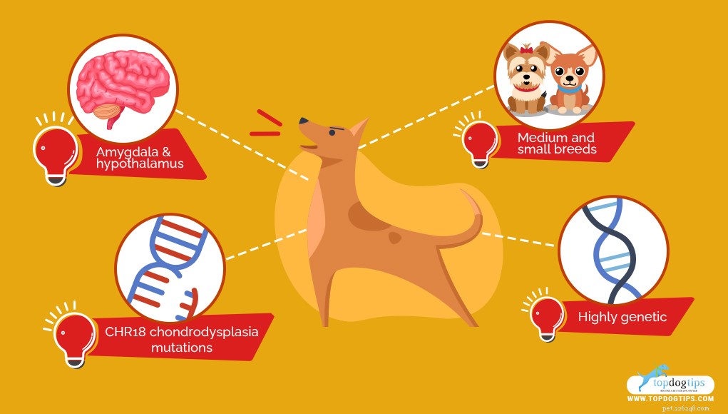 Top 20 Most Aggressive Dog Breeds: A Comprehensive Guide
