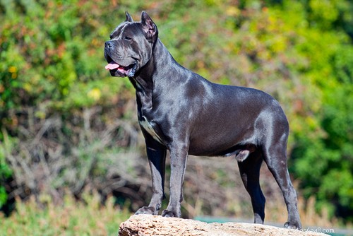 Top 20 Most Aggressive Dog Breeds: A Comprehensive Guide