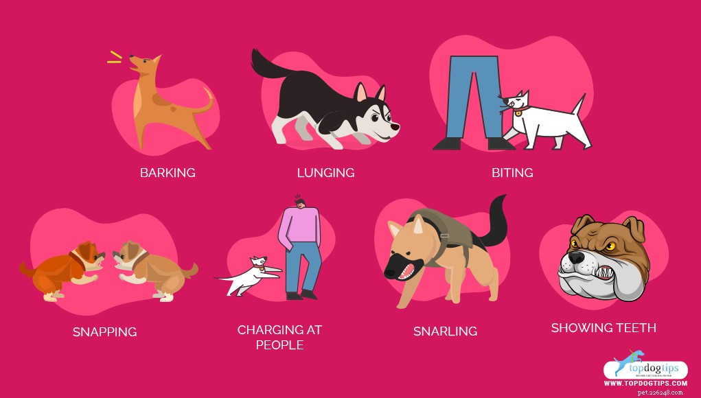 Top 20 Most Aggressive Dog Breeds: A Comprehensive Guide