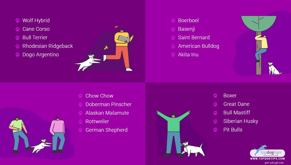 Top 20 Most Aggressive Dog Breeds: A Comprehensive Guide