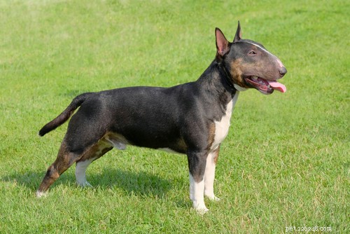 Top 20 Most Aggressive Dog Breeds: A Comprehensive Guide