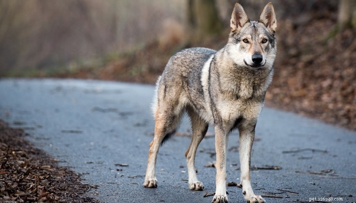 Top 20 Most Aggressive Dog Breeds: A Comprehensive Guide