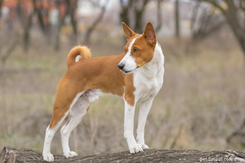 Top 20 Most Aggressive Dog Breeds: A Comprehensive Guide