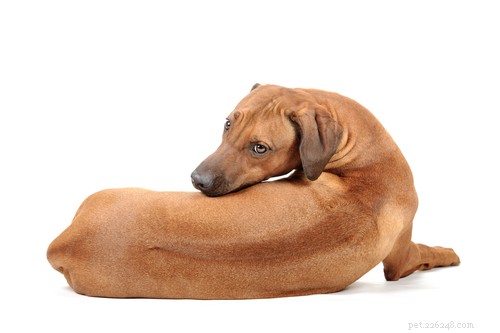 Top 20 Most Aggressive Dog Breeds: A Comprehensive Guide