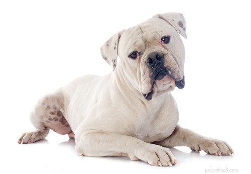 Top 20 Most Aggressive Dog Breeds: A Comprehensive Guide