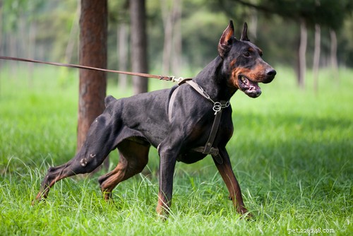 Top 20 Most Aggressive Dog Breeds: A Comprehensive Guide