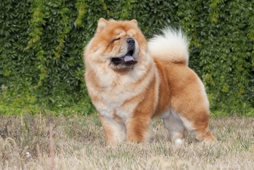 Top 20 Most Aggressive Dog Breeds: A Comprehensive Guide