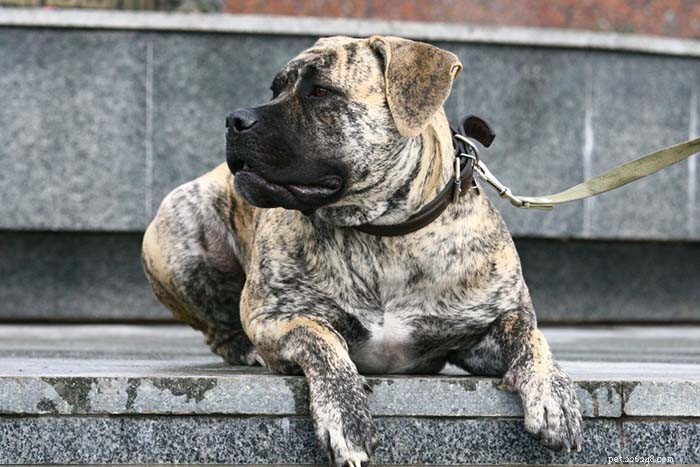 Top 20 Most Aggressive Dog Breeds: A Comprehensive Guide