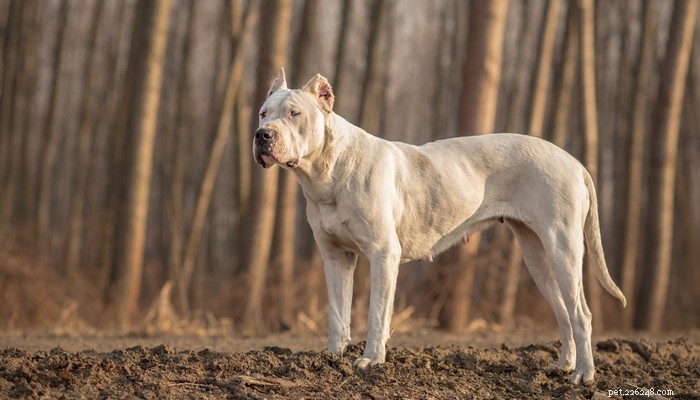 Top 20 Most Aggressive Dog Breeds: A Comprehensive Guide