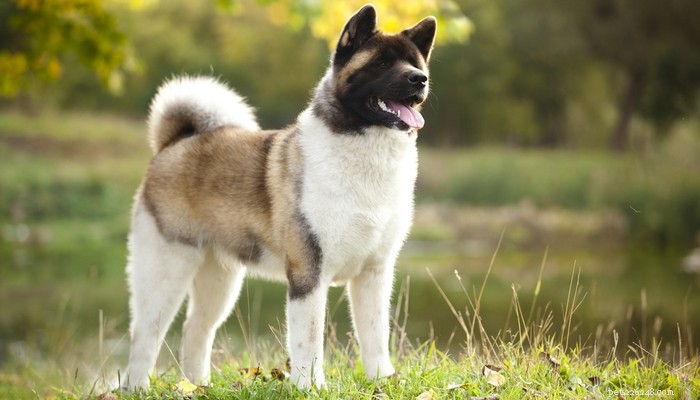 Top 20 Most Aggressive Dog Breeds: A Comprehensive Guide