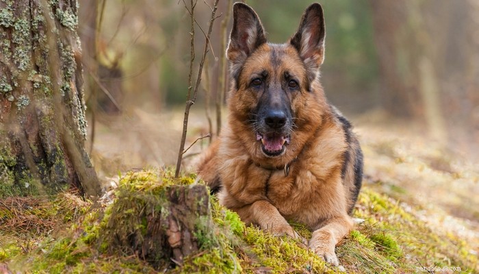 Top 20 Most Aggressive Dog Breeds: A Comprehensive Guide