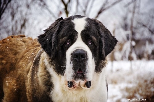 Top 20 Most Aggressive Dog Breeds: A Comprehensive Guide